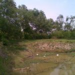 Farm pond