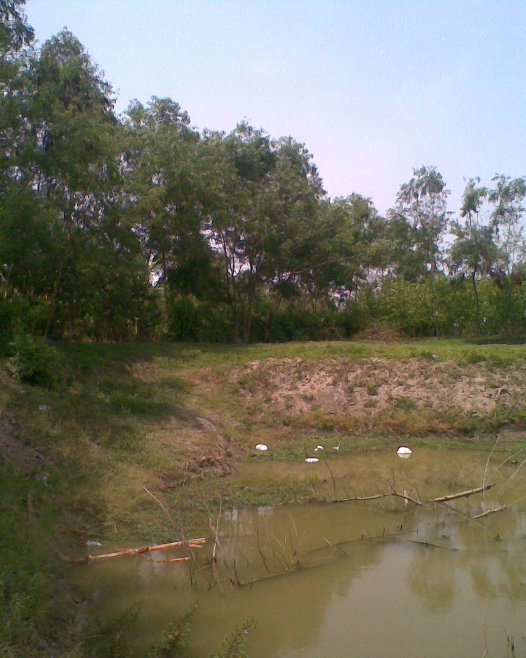 Farm pond