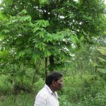 Agroforestry - multistoreyed plant resources